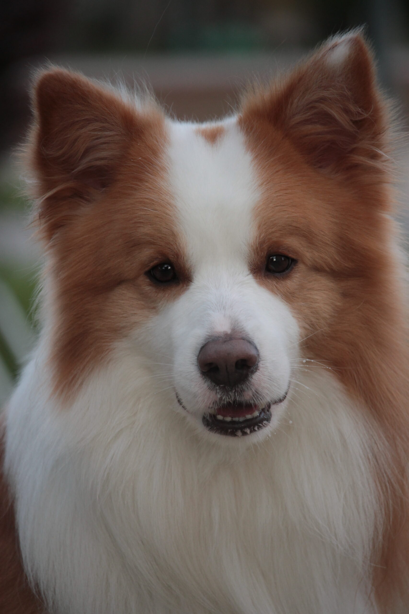Odin